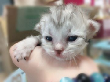 セルカークレックス(血統書なし)【東京都・男の子・2017年5月23日・シルバータビー(白っぽい)（巻き毛）】の写真「クルクル巻き毛のテディベアの様な可愛いハンサム君で」