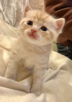 スコティッシュフォールド【東京都・女の子・2017年3月4日・カメオマッカレルタビー（短毛）】の写真「チャンピオンブリードでスコらしいまん丸美猫」