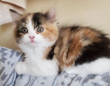 スコティッシュストレート【東京都・女の子・2019年9月20日・キャリコ（中から長毛）】の写真「縁起が良い三毛猫さん、人懐こい子」