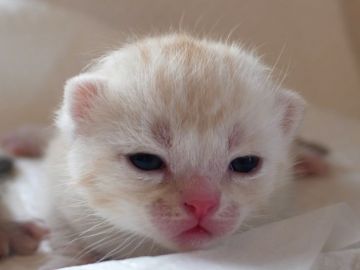 スコティッシュストレート【東京都・男の子・2017年6月17日・カメオマッカレルタビー（短毛、柔らかい）】の写真「目はぱっちり、健康でしっかりしてる骨格です」