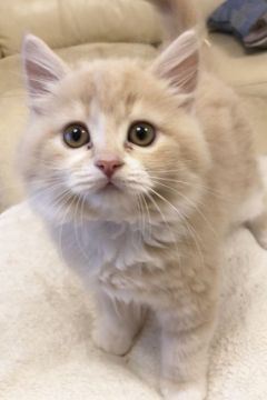 スコティッシュストレート【東京都・男の子・2019年3月24日・クリームクラシックタビーアンドホワイト（長毛）】の写真「お目目パチクリの丸いお顔の男の子」