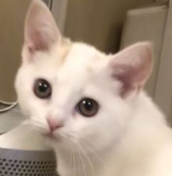 スコティッシュストレート【東京都・女の子・2019年8月5日・クリームアンドホワイトバン（短毛）】の写真「短毛でお手入れしやすい可愛いスコです」