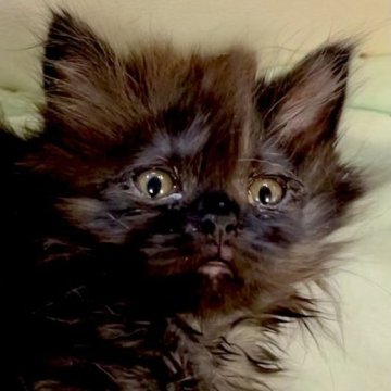 スコティッシュストレート【東京都・女の子・2023年3月18日・ブラック（長毛）】の写真「両親チャンピオンタイトルありDNAオールクリア」