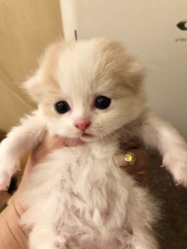 スコティッシュフォールド(折れ耳)【東京都・女の子・2019年4月3日・ダイリュートキャリコバン（ふわふわ長毛）】の写真「尻尾三毛さんの可愛い子」