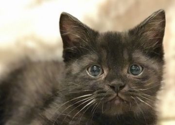 ミヌエット【東京都・男の子・2017年2月16日・ブラックスモーク（中毛）】の写真「クリッとしたお目目が黒い中に光っています」