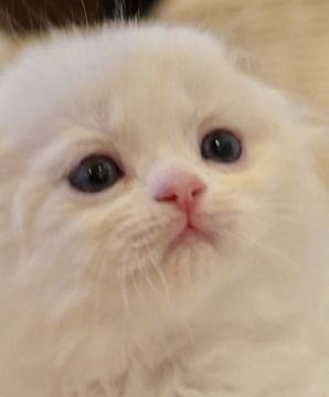 スコティッシュフォールド(折れ耳)【東京都・女の子・2018年3月6日・クリーム&ホワイトバン（長毛）】の写真「両親チャンピオンのフワフワちゃん」