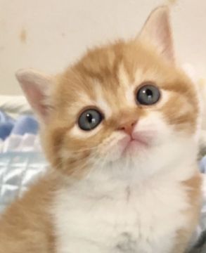 スコティッシュストレート【東京都・男の子・2019年5月22日・レッドマッカレルタビー&ホワイト（短毛）】の写真「両親チャンピオン直子、ブリショーハイブリッドスコ」