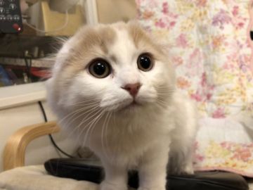 スコティッシュフォールド(折れ耳)【東京都・男の子・2019年9月20日・クリーム&ホワイトバン（長毛）】の写真「ふわふわ長毛の折れ耳さん、人懐こい子」