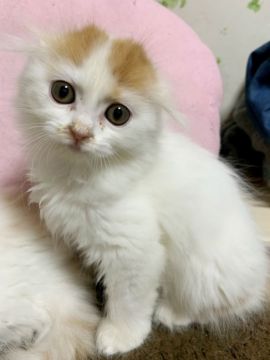 スコティッシュフォールド(折れ耳)【東京都・女の子・2019年11月5日・レッドアンドホワイト（長毛）】の写真「iccダブルチャンピオン直子」