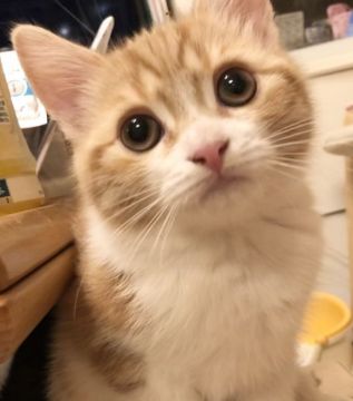 スコティッシュストレート【東京都・男の子・2019年8月5日・レッドクラシックタピーアンドホワイト（短毛から中毛）】の写真「父猫CFAチャンピオン直子」