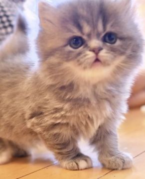 スコティッシュフォールド(立ち耳)【東京都・女の子・2019年3月6日・ブルータピー（長毛）】の写真「CFAチャンピオン直子」