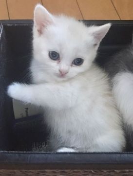 スコティッシュストレート【東京都・男の子・2018年12月17日・短毛（クリームマッカレルタビー）】の写真「父、ブリショーの健康なオスです」