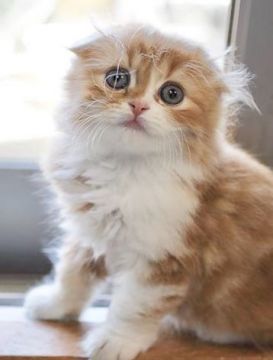 スコティッシュフォールド(折れ耳)【東京都・男の子・2019年2月2日・レッドタビー&ホワイト（長毛）】の写真「両親CFA.TICAチャンピオン、ナンバー取得可」