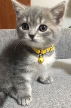 スコティッシュストレート【東京都・男の子・2018年12月17日・ブルータビー（短毛）】の写真「ブリショー親を持つ健康的な子」