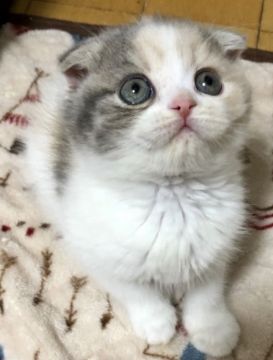 スコティッシュフォールド(折れ耳)【東京都・女の子・2019年11月3日・ダイリュートキャリコ（ロング）】の写真「両親チャンピョン🏆可愛い💕ダイリュートキャリコ」