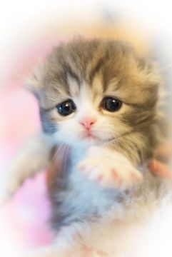 スコティッシュフォールド(折れ耳)【東京都・女の子・2019年4月3日・ブルータビーアンドホワイト（長毛）】の写真「チャンピオン直子、ハイクオリティ」