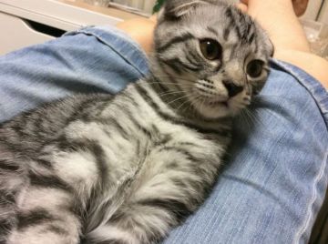 スコティッシュフォールド(折れ耳)【東京都・女の子・2017年3月24日・シルバータビー（ショート）】の写真「チャンピオンブリードでよく折れた耳が魅力」