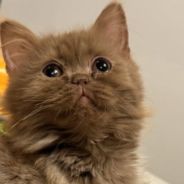 ブリティッシュロングヘア【東京都・女の子・2023年10月25日・シナモン希少色（ロングヘア）】の写真「DNAオールクリア.良血統、いつも側にいます」