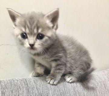 スコティッシュストレート【東京都・男の子・2018年12月17日・ブルーマッカレルタビー（短毛）】の写真「ブリショーを父に持つ健康なスコ」