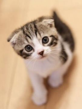 スコティッシュフォールド(折れ耳)【東京都・男の子・2017年6月20日・ブラウンタビー&ホワイト（艶のある短毛）】の写真「3匹兄弟の1番目、健康な男子」