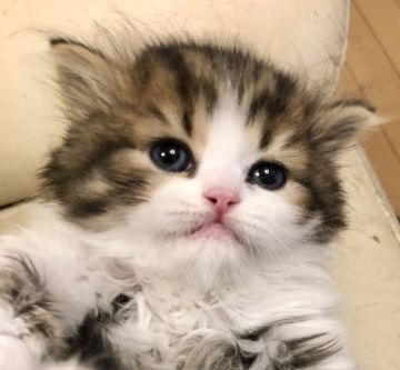 スコティッシュストレート【東京都・男の子・2020年8月9日・ブラウンマッカレルタビー&ホワイト（長毛）】の写真「父猫TICA QGC 良血統のモフモフ君」