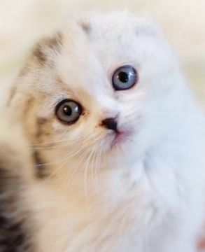 スコティッシュフォールド【東京都・女の子・2020年12月29日・キャリコ(ブラックトーティ&ホワイト)】の写真「チャンピオン直子、小柄な可愛い女の子」