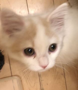 スコティッシュストレート【東京都・男の子・2019年8月4日・クリーム&ホワイトバン（ふわふわ長毛）】の写真「チャンピオン直子」