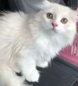 スコティッシュフォールド(折れ耳)【東京都・男の子・2019年4月6日・クリーム&ホワイト】の写真1