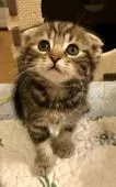 スコティッシュフォールド(折れ耳)【東京都・女の子・2017年7月17日・ブラウンタビー】の写真2