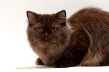 ブリティッシュロングヘア【・女の子・2022年3月1日・チョコレート】