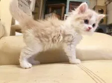 スコティッシュストレート【東京都・男の子・2019年8月4日・クリーム&ホワイト】の写真3