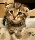 スコティッシュフォールド(折れ耳)【東京都・女の子・2017年7月17日・ブラウンタビー】の写真4