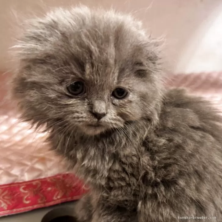 ID：2505-02578の子猫