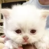 ブリティッシュロングヘア