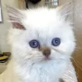 ブリティッシュロングヘア