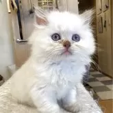 ブリティッシュロングヘア【東京都・女の子・2025年8月4日・ライラックポイント】の写真2