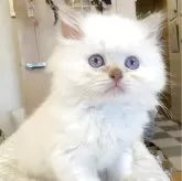 ブリティッシュロングヘア【東京都・女の子・2025年8月4日・ライラックポイント】の写真3