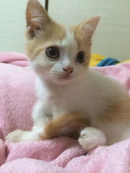 ID:1406-00351の子猫
