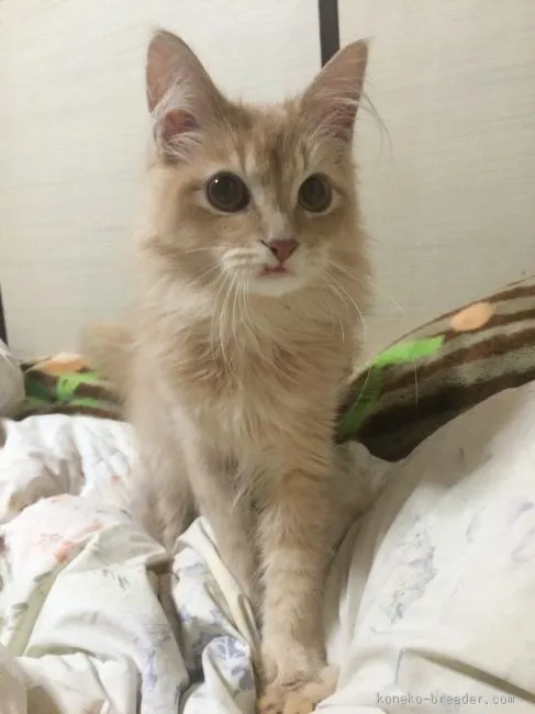 ID：1603-00011の子猫