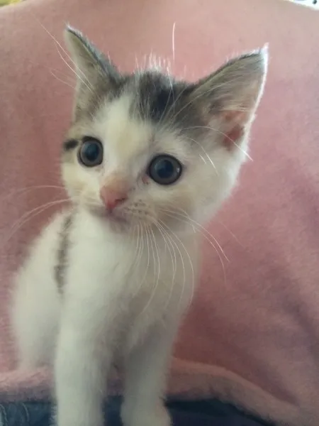ID:1406-00352の子猫