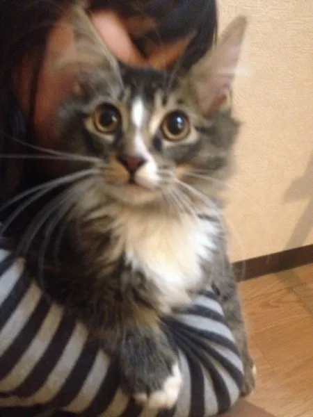 ID：1309-00085の子猫