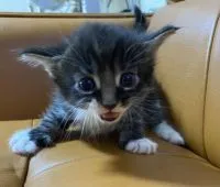 メインクーン【奈良県・女の子・2021年6月5日・ブラウンタビー&ホワイト】の写真2