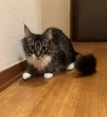 メインクーン【奈良県・女の子・2021年6月5日・ブラウンタビー&ホワイト】の写真4「1月20日の写真です。」