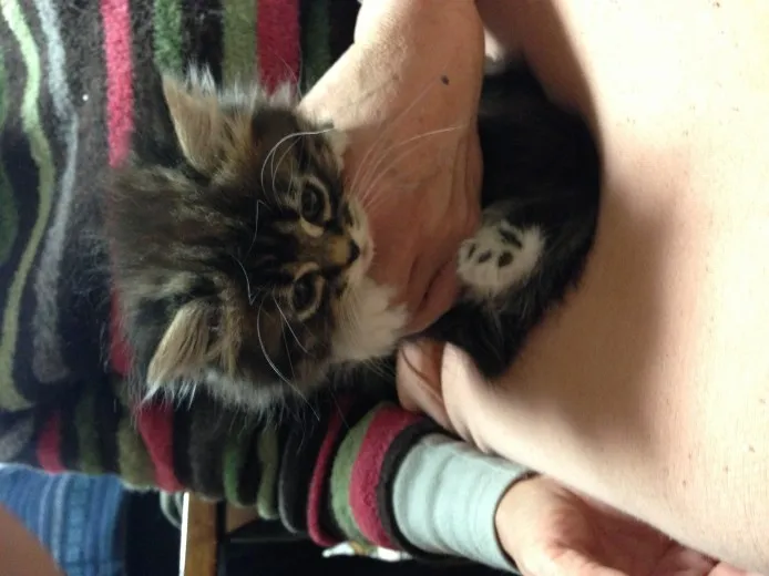 ノルウェージャンフォレストキャット【富山県・女の子・2013年10月21日・ブラウンタビーアンドホワイト】の写真1