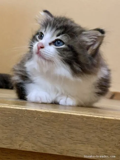 ID:2108-00807の子猫