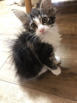 ノルウェージャンフォレストキャット【富山県・女の子・2021年3月19日・ブラウンタビーアンドホワイト】の写真「きりりとした顔立ちの美人さんです。」