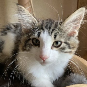 ノルウェージャンフォレストキャット【富山県・女の子・2023年3月18日・ブラウンタビーアンドホワイト】の写真「マッカレル　鯖トラ柄の女の子」