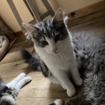 ノルウェージャンフォレストキャット【富山県・女の子・2022年11月10日・シルバータビーアンドホワイト】の写真「綺麗な顔立ち
チョっと内気」