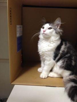 ノルウェージャンフォレストキャット【富山県・女の子・2018年9月30日・ブラウンタビーアンドホワイト（ロング）】の写真「女の子にしては足が大きいので大きくなると思います。」