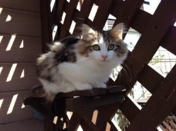 ノルウェージャンフォレストキャット【富山県・女の子・2013年10月21日・ブラウンクラシックタビー&ホワイト】の写真「」